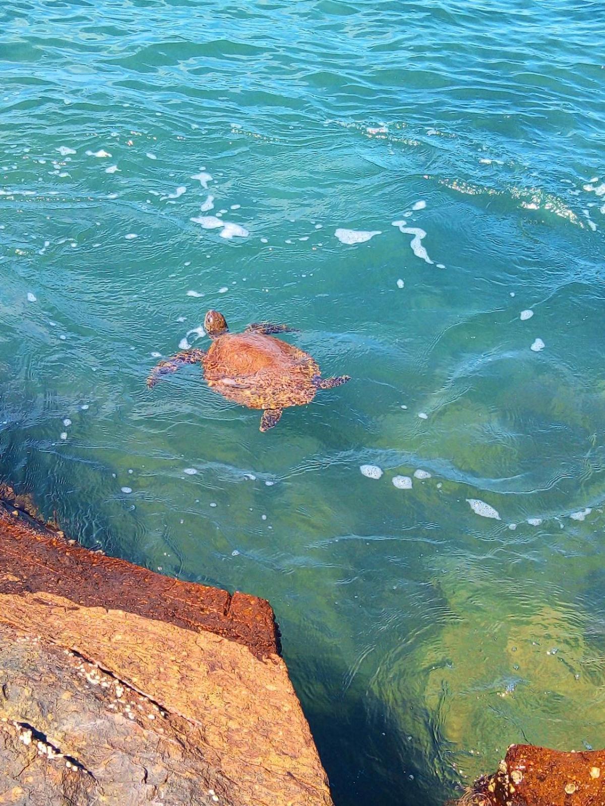 Natuart Chale Com Cozinha Da Lagoinha * Ubatuba